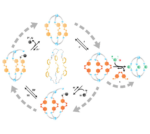 Light-fueled transformations of a dynamic cage-based molecular system